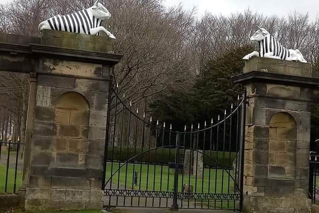 The bulls on top of the gate at Blagdon Hall have been painted black and white, as a show of support for Newcastle United who face Manchester United in the final of the Carabo Cup on Sunday.