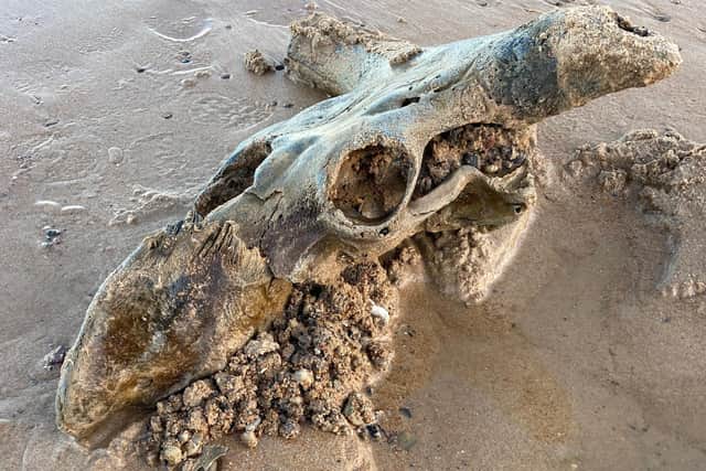 The Aurochs skull was covered in sand and full of sea water.