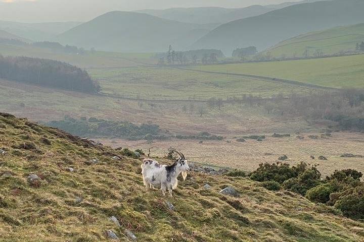 The feral goat herds in the Cheviots are regarded as a good example of a primitive goat that helped sustain people of the British Isles from the times of the earliest Neolithic farmers. They pre-date modern goat breeds and are hardy, living a totally wild existence. The College Valley and Hethpool are among the best places to see them.