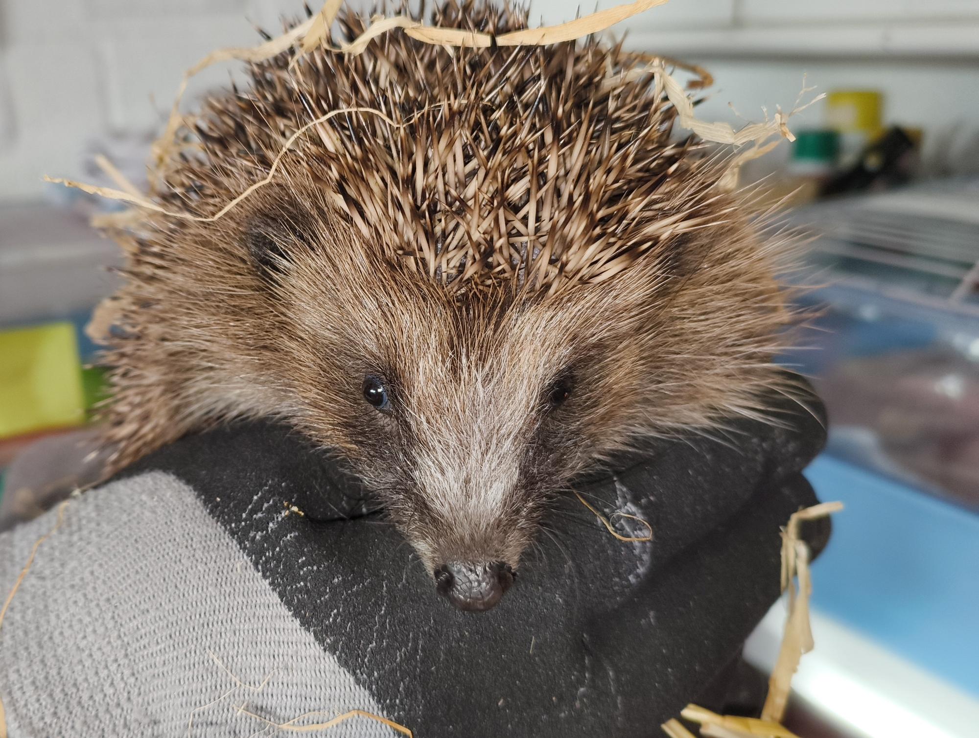 Sponsor a hedgehog this winter