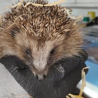 Sponsor a hedgehog this winter