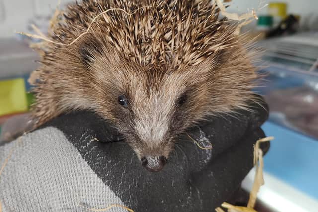 A chance to sponsor a hedgehog who will be with us through winter.