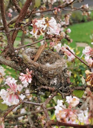 A goldfinch nest in a viburnum.