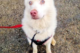 Hunter the husky is hoping to find the right home for him.