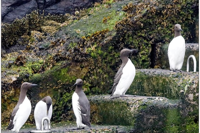 Cormorants on the Farne Islands, by John Thompson.