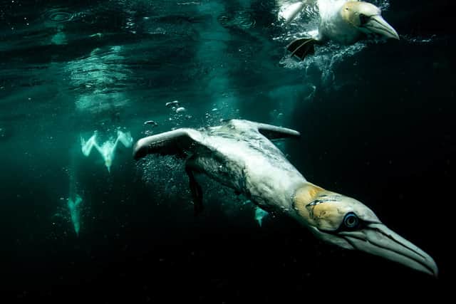 Conrad Dickinson's award-winning picture of a diving gannet.
