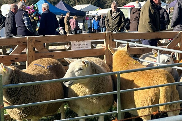 The traditional sheep show was as strong as ever.