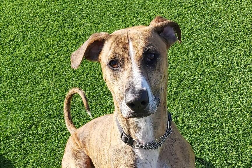 Bark sales dog rescue