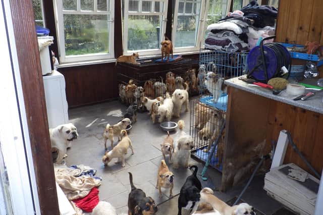 Some of the conditions and kennels the dogs were kept in at Lynn Stoker's property.