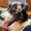 Big character Jack is looking for a new home.
