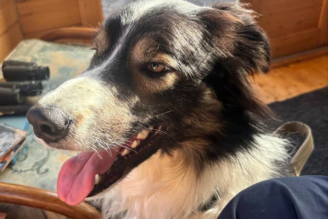 Big character Jack is looking for a new home.