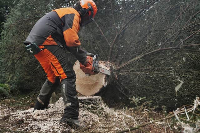 The tree has been chopped down and will soon be displayed in Westminster. (Photo by Forestry England)
