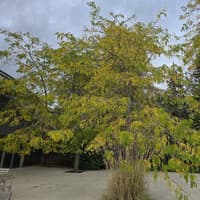 Evergreen shrubs come into their own
