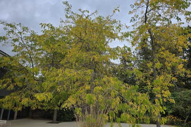 Gleditsia 'Sunburst'.