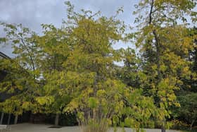 Gleditsia 'Sunburst'.