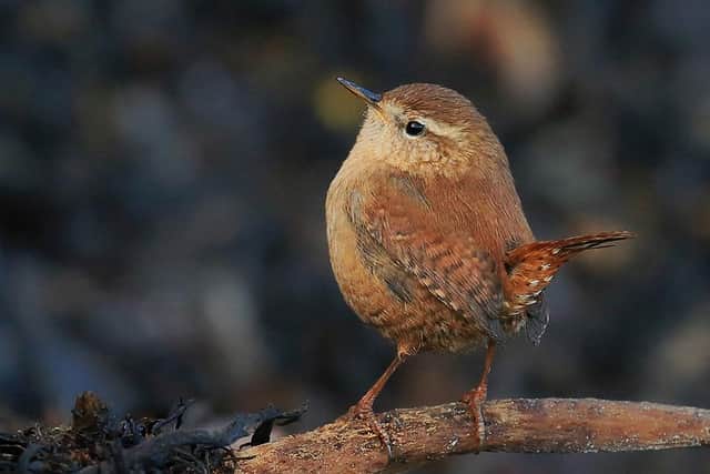 In second place with Resting Wren on Seaweed was Davy Bolam.
