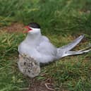 Arctic Tern and chick on Inner Farne