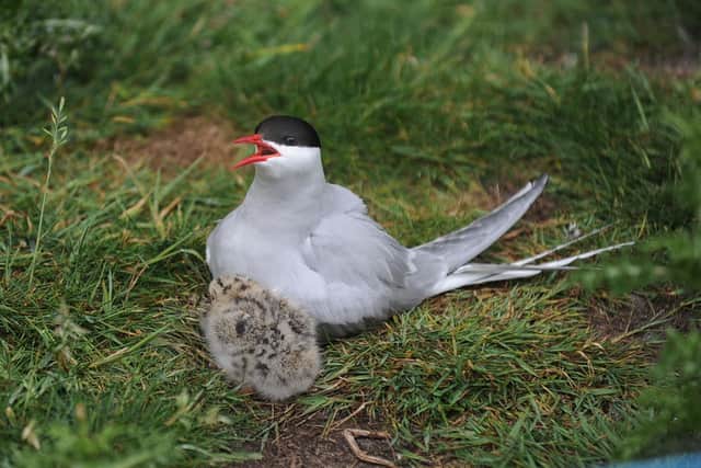 Arctic Tern and chick on Inner Farne