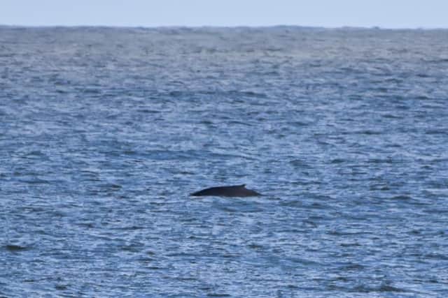 Pictures by North East Cetacean Project
