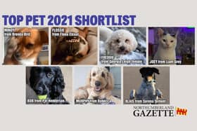 Who will get your vote to be crowned Northumberland Gazette Top Pet champion?