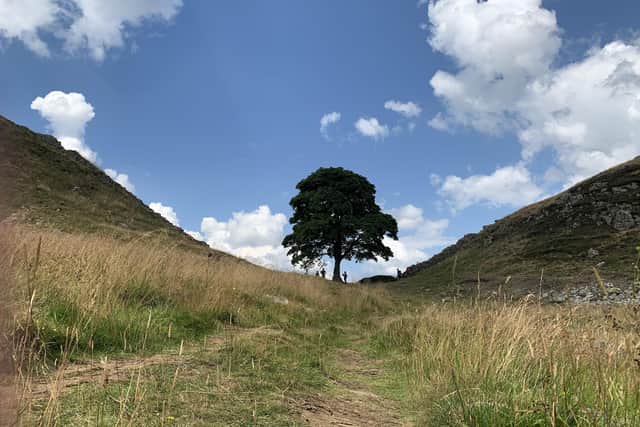 Sycamore Gap is an example of the Northumberland attractions in the countryside.