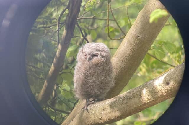 Tawny owl chick seen through a telescope at Hauxley. Picture by Alex Lister.