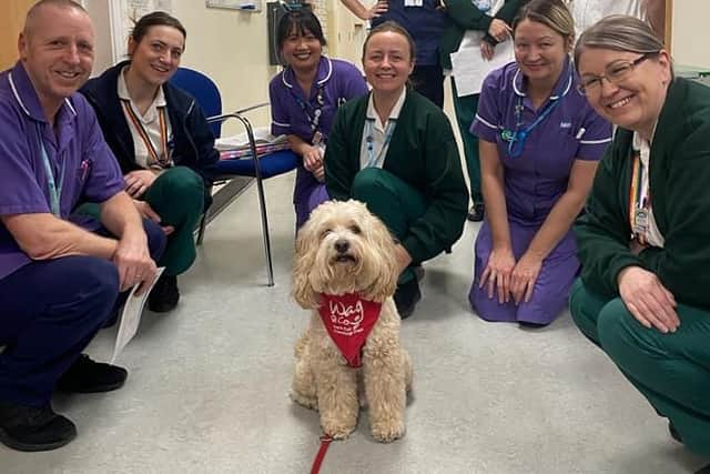 The dogs regularly visit Northumberland and North Tyneside hospitals to cheer up patients and staff.