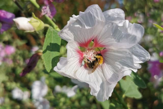 Bees love lavatera flowers. Picture by Tom Pattinson.