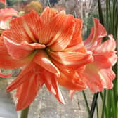 Hippeastrum - start growth off now, says Tom.