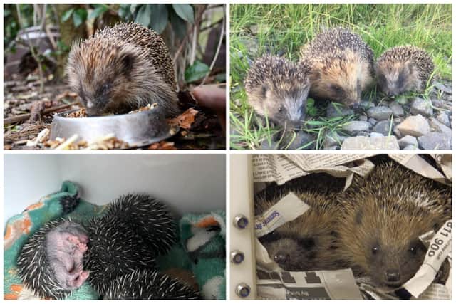 Northumbria Hedgehog Rescue is ready to release around 200 hedgehogs into the wild.