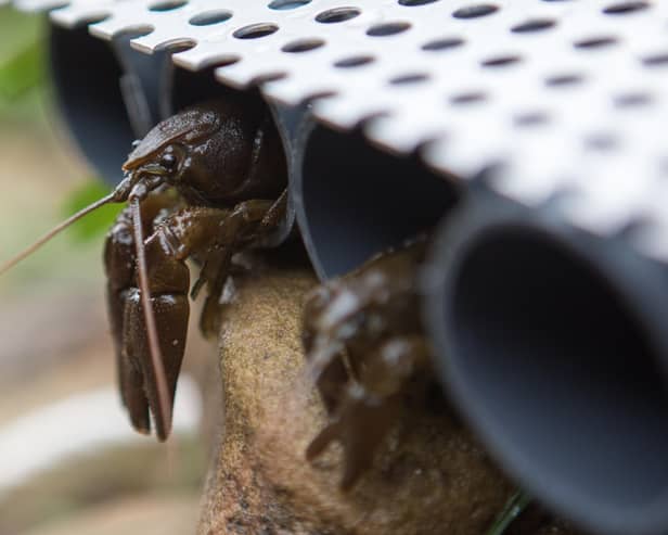 White-clawed native crayfish. Picture courtesy of Sound Ideas and the Environment Agency.