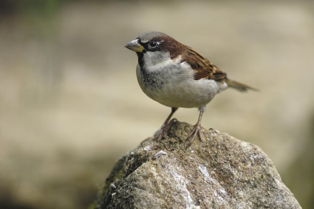 The house sparrow takes the number one spot with an average of 5.21 per garden, an increase from 5.11 last year. It was recorded in 69.1% of gardens.