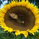 Sunflower with Painted Lady. Picture by Tom Pattinson