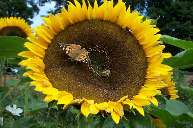 Sunflower with Painted Lady. Picture by Tom Pattinson