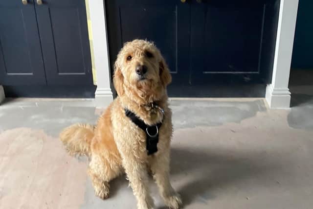 Ben's dog and inspiration behind the hotel's name, Arlo.