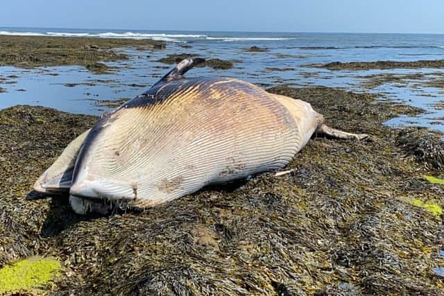 Howick Coastguard Rescue Team has shared this photo of the dead whale as it urged people to stay well clear of the carcass over safety fears.