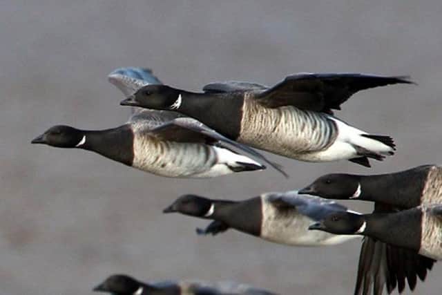 Light-bellied brent geese in flight.