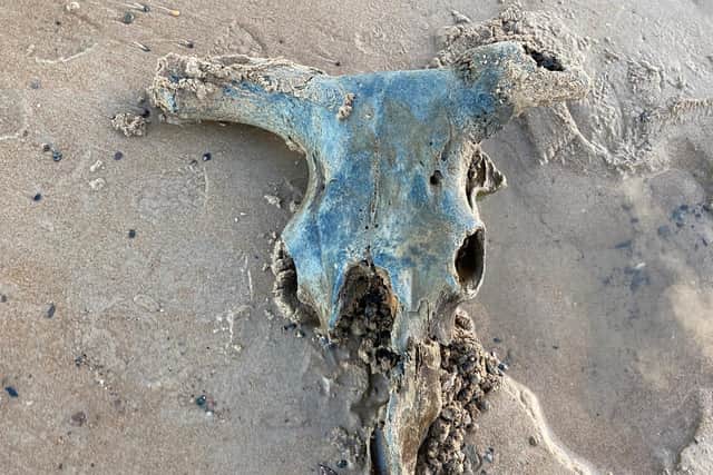 The Aurochs skull was revealed by low tides.
