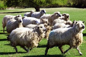 Sheep are often affected by fly strike,