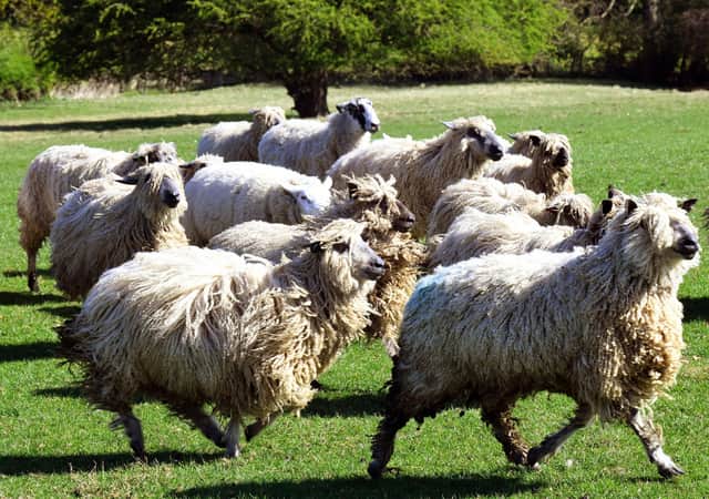 Sheep are often affected by fly strike,