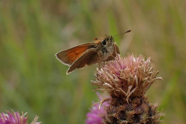 A small skipper butterfly. Picture: Duncan Hutt