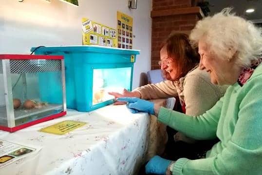 Care home residents Maureen Meggison and Anne Marshall with the baby chicks. (Photo by Scarbrough Court)