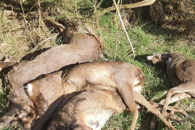 Four deer killed by poachers in a picture released by Northumbria Police’s Rural Crime Team.