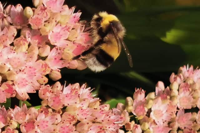 Bee pollinating a Sedum. Picture by Tom Pattinson.