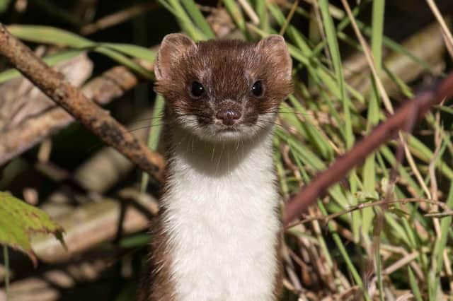 A stoat at Hauxley. Picture by Tim Mason.