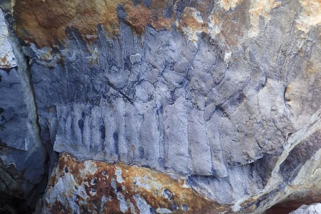 The Arthropleura fossil at Howick beach.
