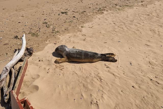 Cranberry was found underweight and stranded in Redcar. (Photo by RSPCA)