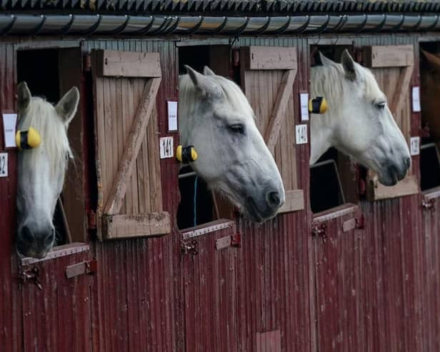 The proposals would see new stables built at the countryside site near Morpeth. (Photo by Ian Forsyth/Getty Images)