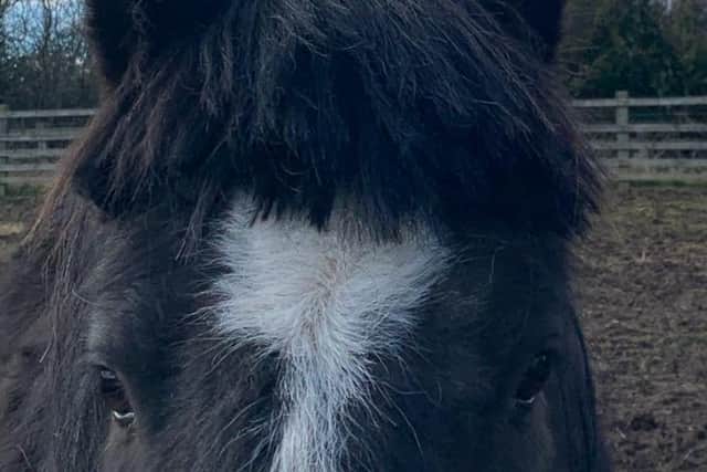 Police are investigating after a horse had its hair chopped off in Alnwick.