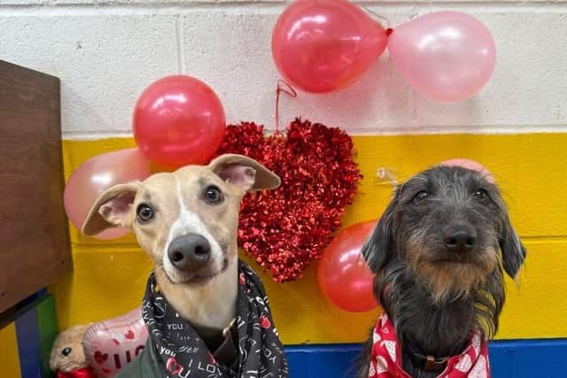 A dog birthday party at The Doggy Day Care Centre.